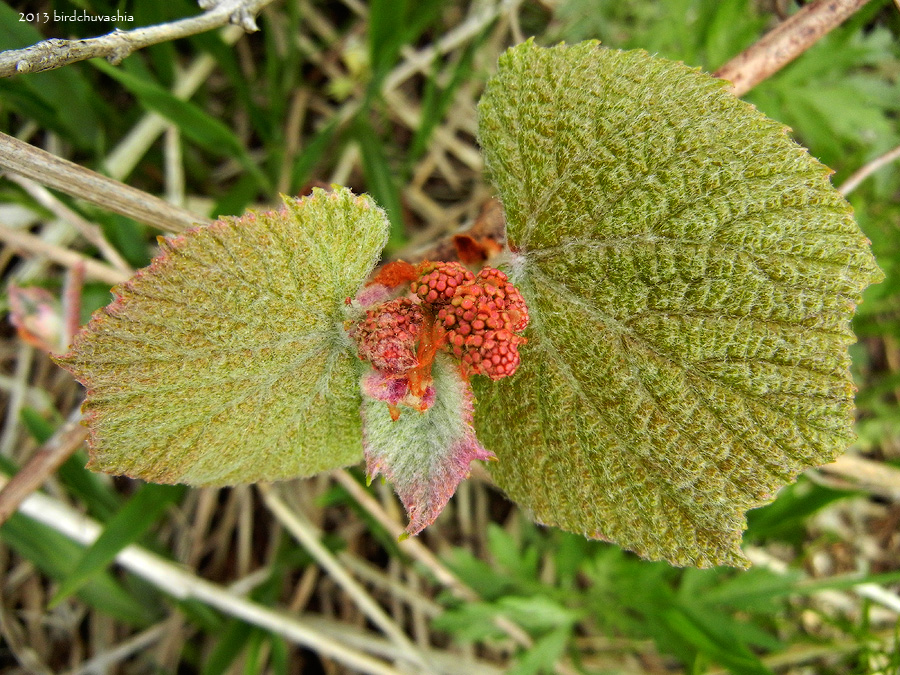 Изображение особи Vitis coignetiae.