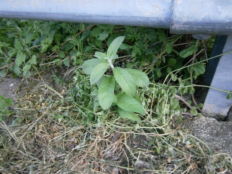 Image of Mentha longifolia specimen.