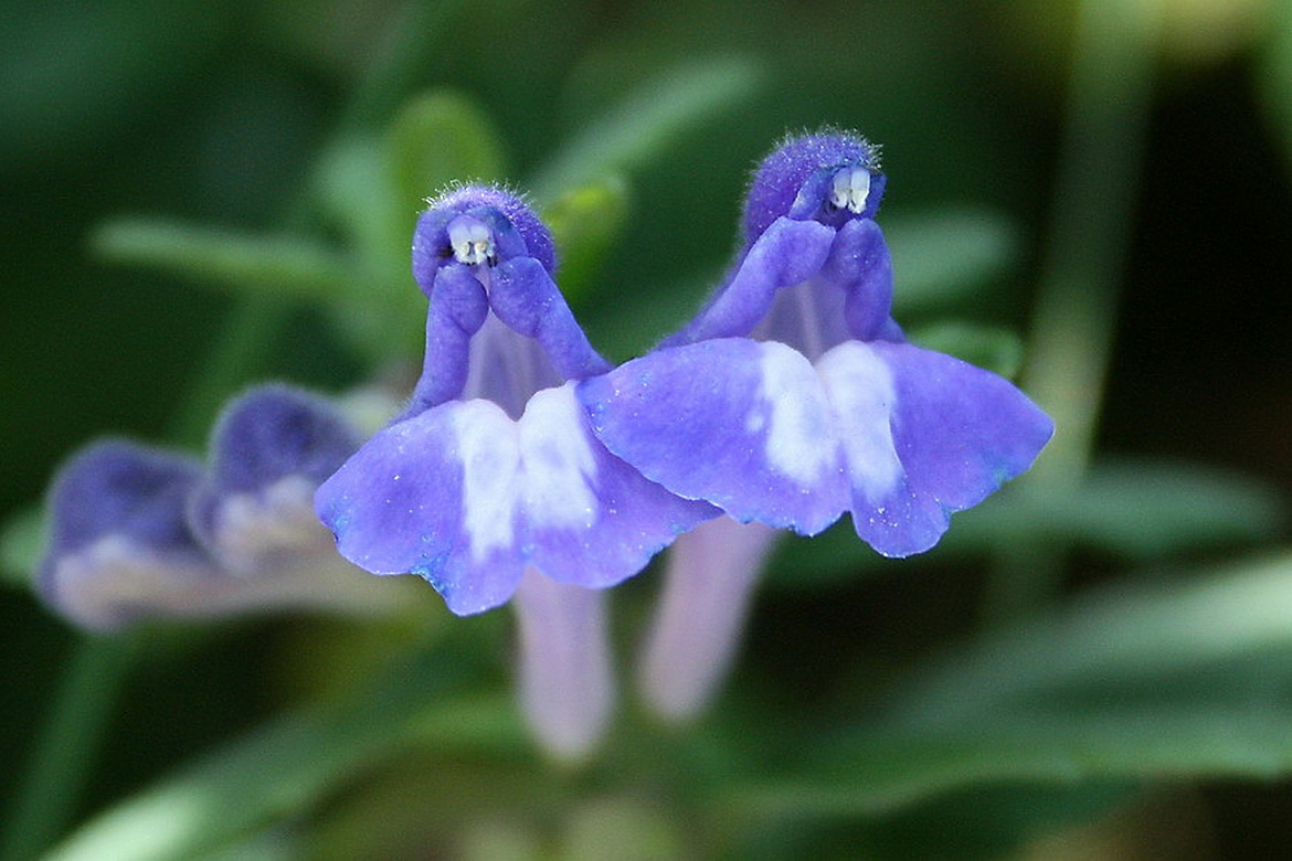 Изображение особи Scutellaria galericulata.