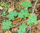 Aconitum ajanense