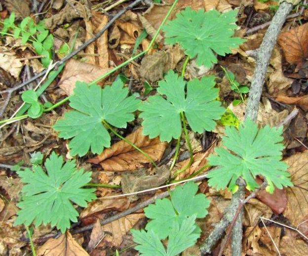 Изображение особи Aconitum ajanense.