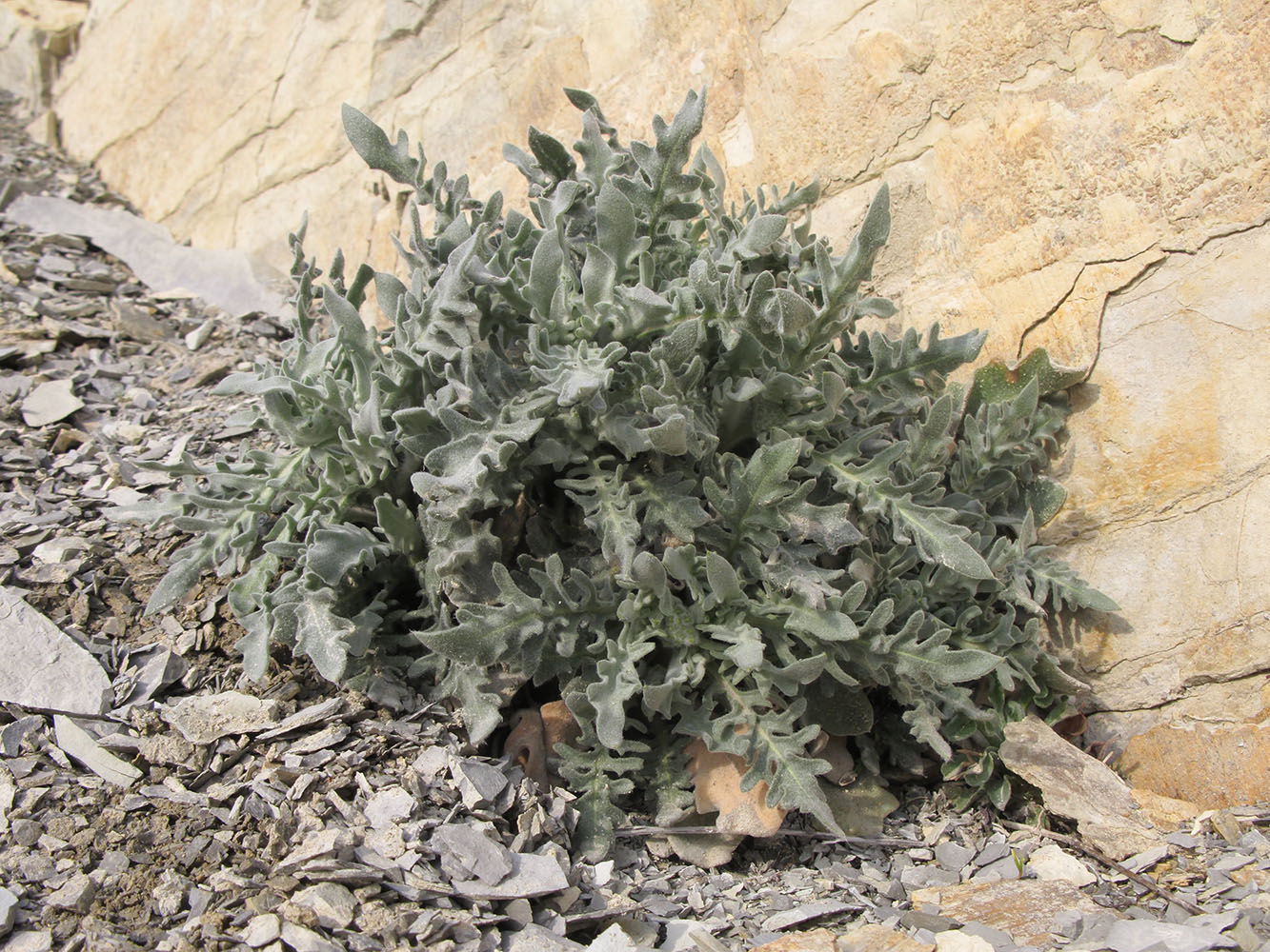 Image of Matthiola odoratissima specimen.