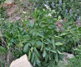 familia Apiaceae. Цветущее растение. Армения, Вайоц Дзор, окр. монастыря Спитакавор. 02.05.2013.