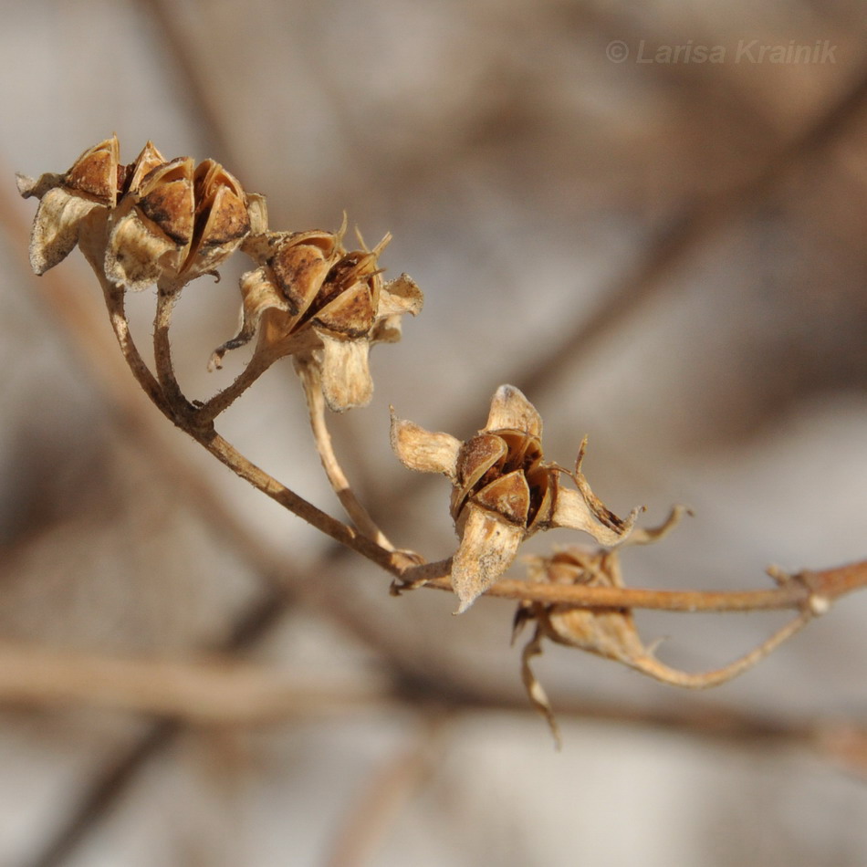 Image of Philadelphus tenuifolius specimen.