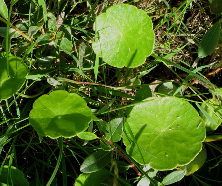Image of Hydrocotyle vulgaris specimen.