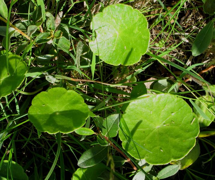 Изображение особи Hydrocotyle vulgaris.