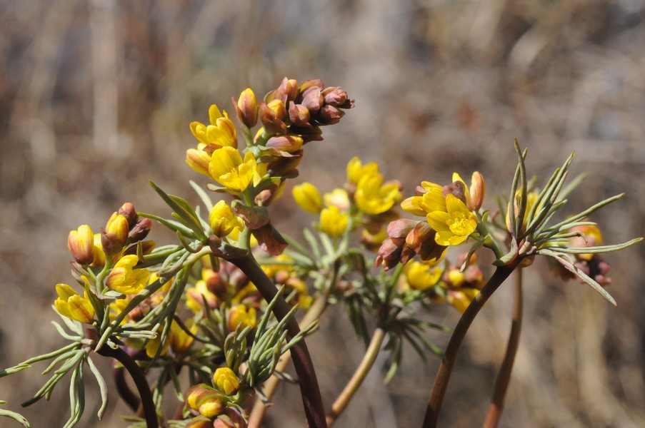 Изображение особи Gymnospermium altaicum.