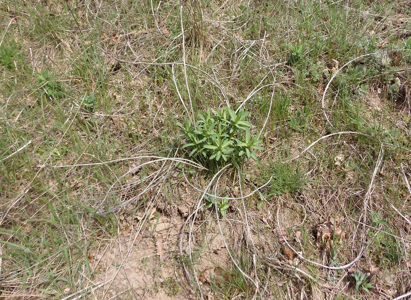 Изображение особи Euphorbia seguieriana.