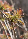 Sorbaria sorbifolia
