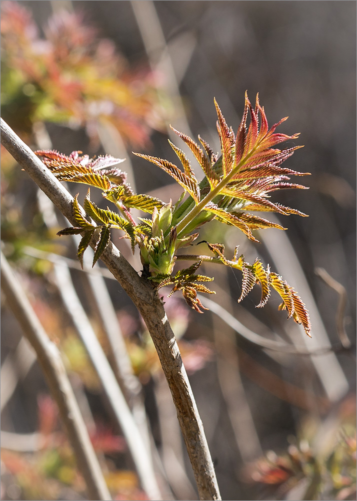 Image of Sorbaria sorbifolia specimen.