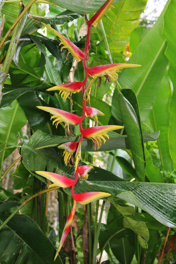 Изображение особи Heliconia rostrata.