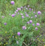 Astragalus onobrychis