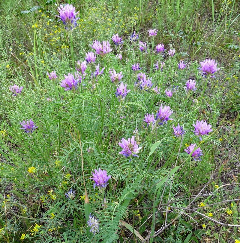 Изображение особи Astragalus onobrychis.