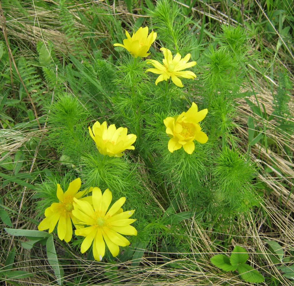 Image of Adonis vernalis specimen.