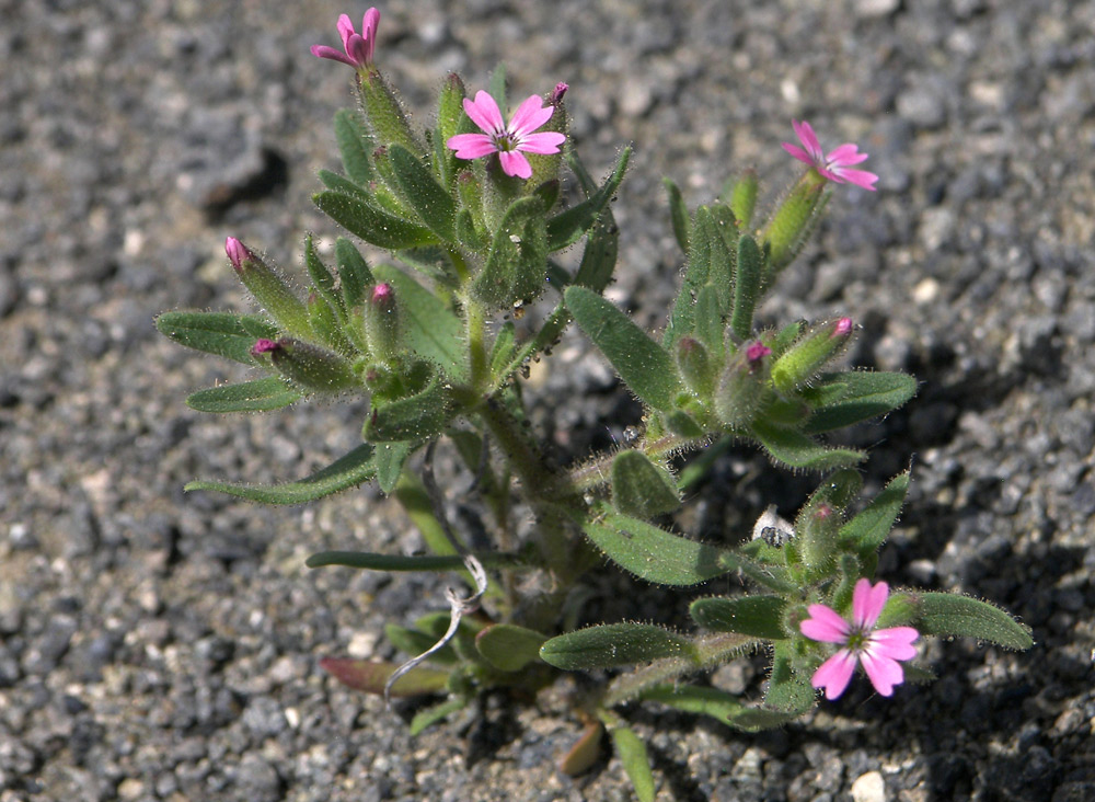 Изображение особи Saponaria viscosa.
