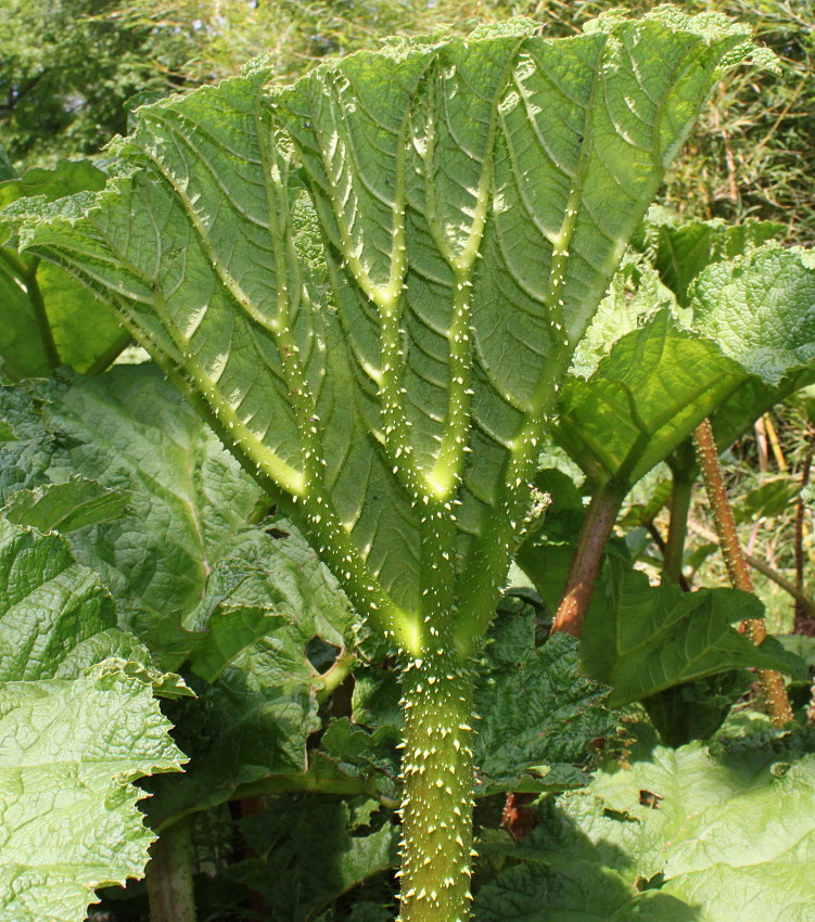 Изображение особи Gunnera tinctoria.