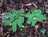 Vicia abbreviata