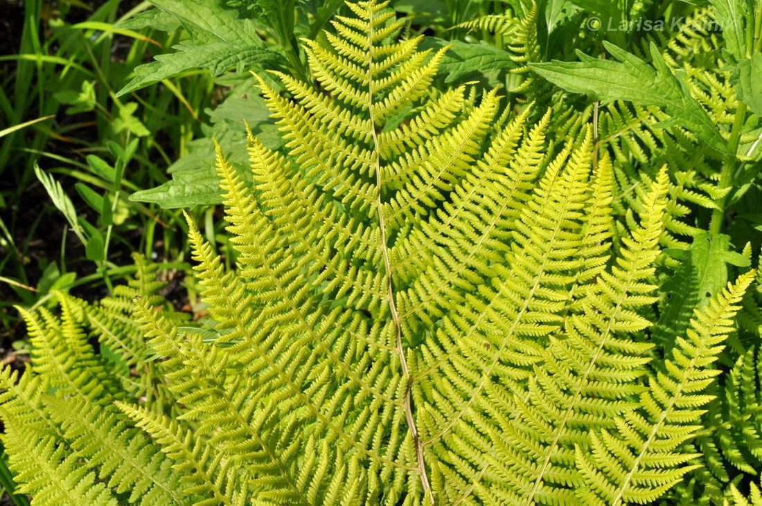 Изображение особи род Athyrium.