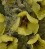 Verbascum eriophorum