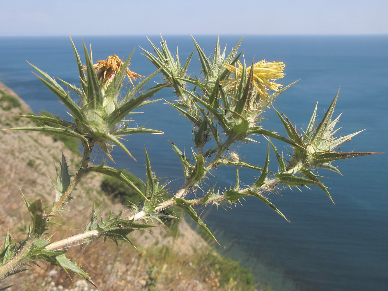 Изображение особи Carthamus lanatus.