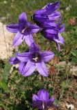 genus Campanula. Соцветие. Адыгея, Лагонаки, плато Абадзеш-Мурзикал, субальпика, выс. 1800 м н.у.м. 12.07.2014.