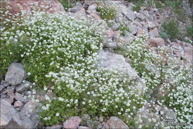 Изображение особи Sobolewskia sibirica.