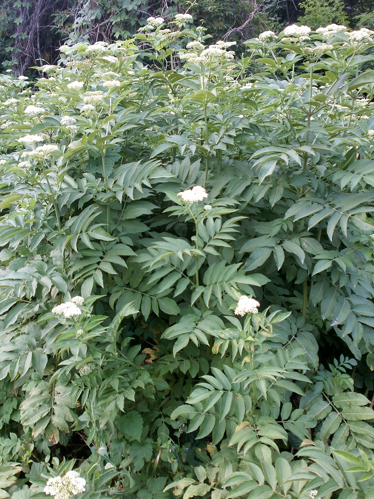 Изображение особи Sambucus ebulus.