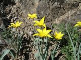 Tulipa corynestemon