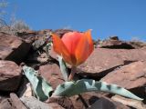 Tulipa alberti