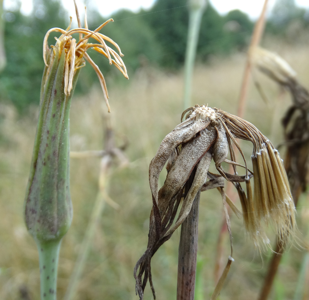 Изображение особи род Tragopogon.