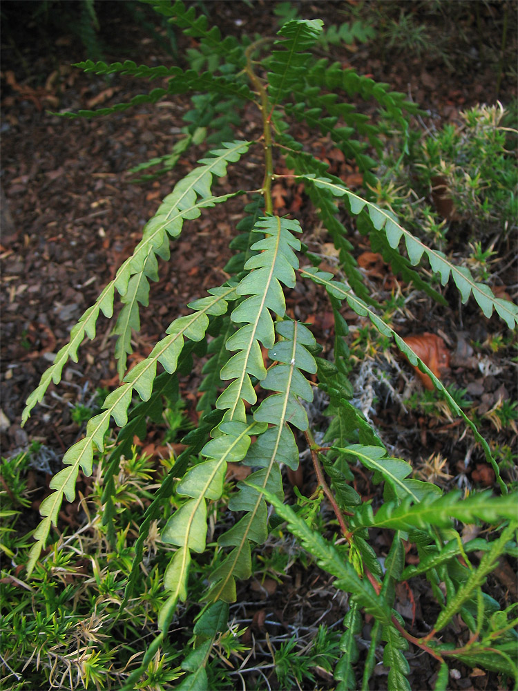 Image of Comptonia peregrina specimen.