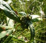 Persicaria amphibia