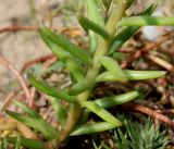 Sedum reflexum. Средняя часть побега. Германия, г. Дюссельдорф, Ботанический сад университета. 03.07.2014.