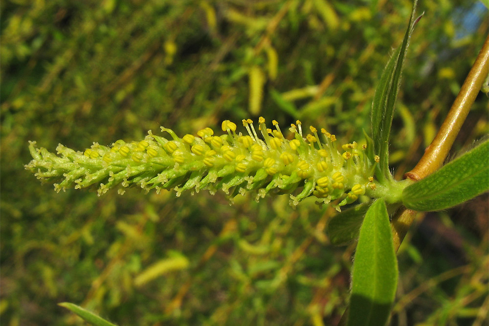 Изображение особи Salix × sepulcralis.