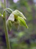 Epipactis helleborine