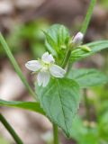 Epilobium pseudorubescens