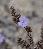 Limonium virgatum