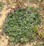 Echium angustifolium