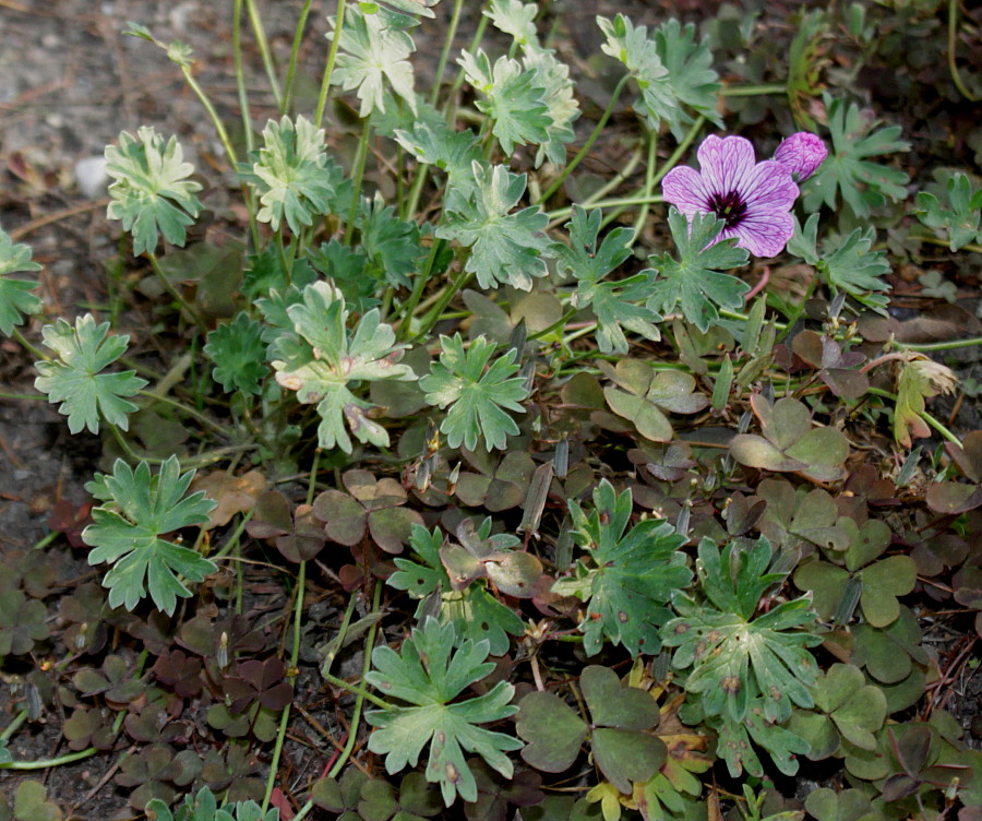 Image of Geranium cinereum specimen.