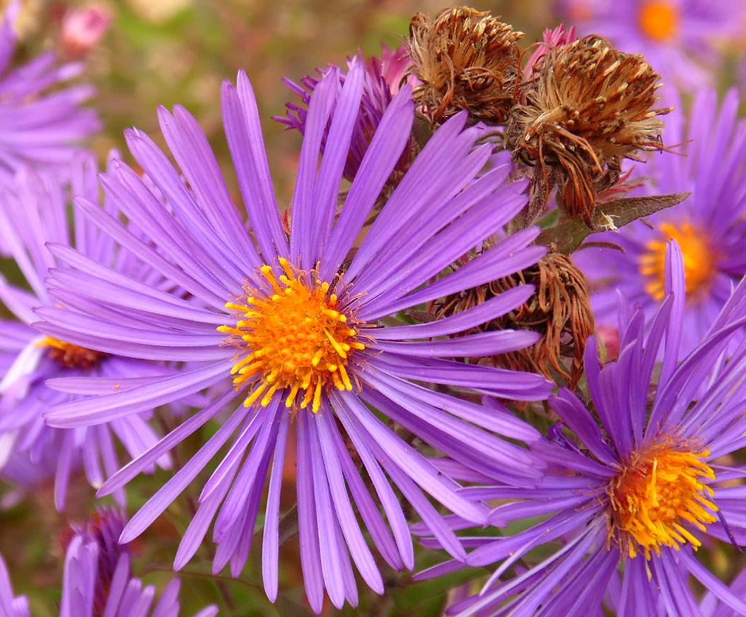 Изображение особи Symphyotrichum novae-angliae.