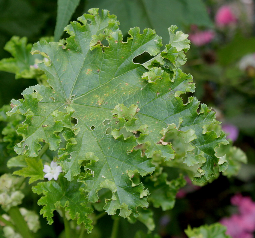 Image of Malva verticillata var. crispa specimen.