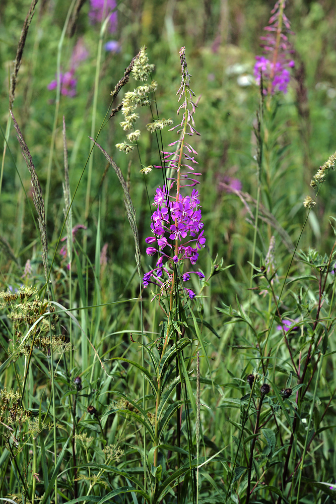 Image of Chamaenerion angustifolium specimen.