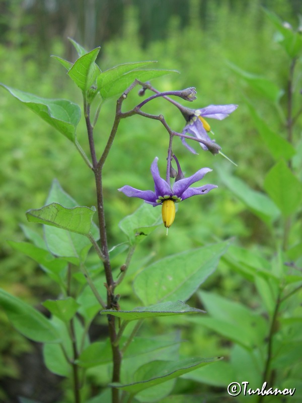 Image of Solanum kitagawae specimen.