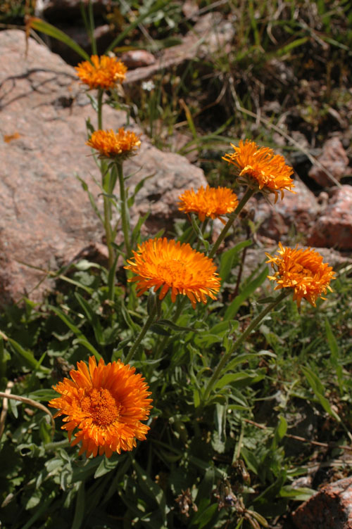 Изображение особи Erigeron aurantiacus.