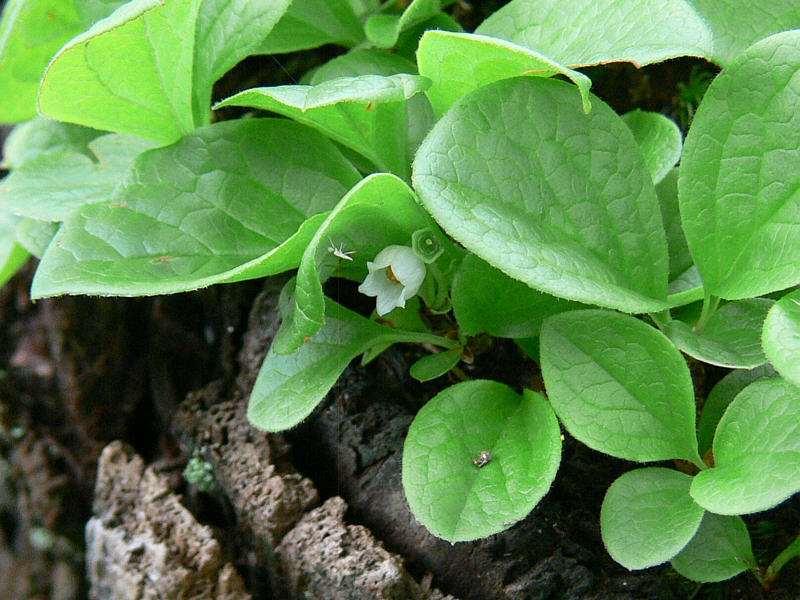 Изображение особи Vaccinium praestans.