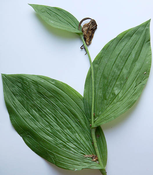 Image of Cypripedium calceolus specimen.