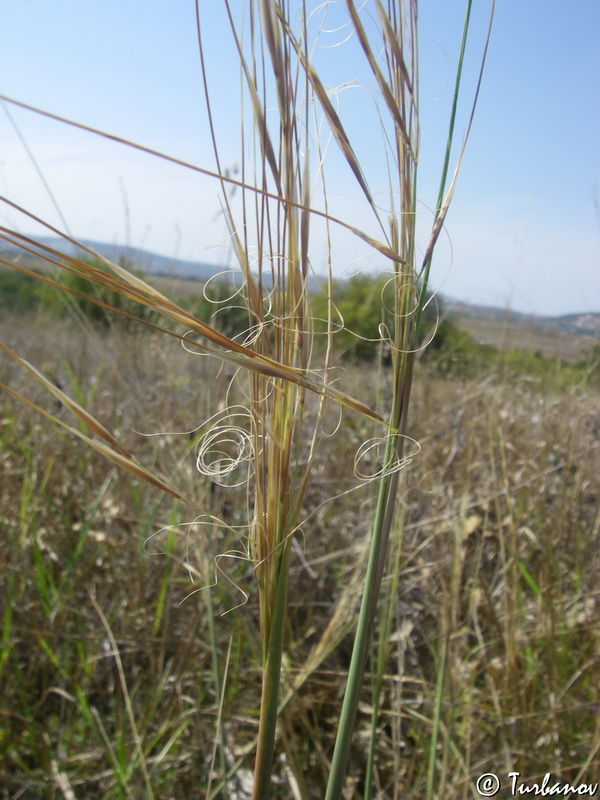 Image of Stipa capillata specimen.