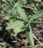 Salvia reflexa. Часть стебля. Краснодарский край, Кущёвский р-н, станица Шкуринская, на завозной земле сквера. 08.10.2009.