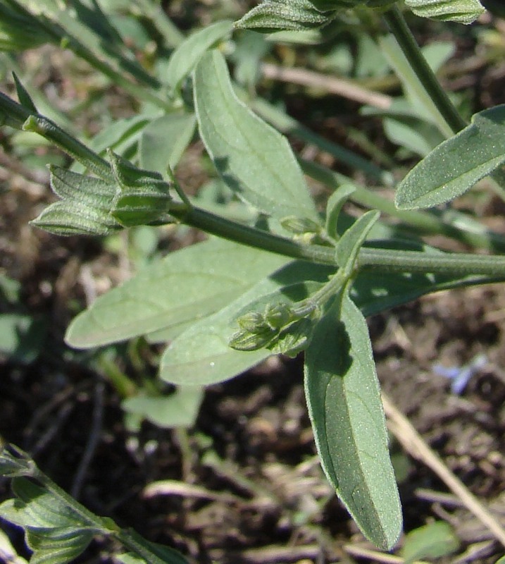 Image of Salvia reflexa specimen.