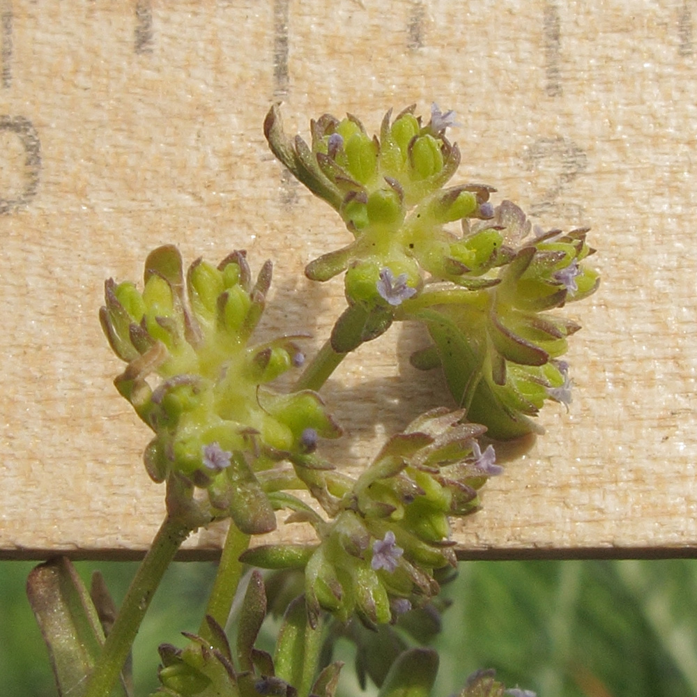 Image of Valerianella carinata specimen.